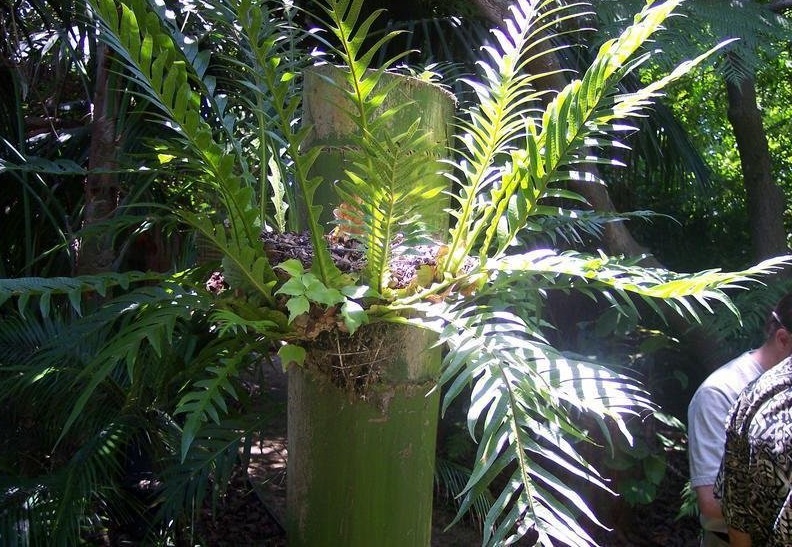 Aglaomorpha Species, Santa Rosa Fern