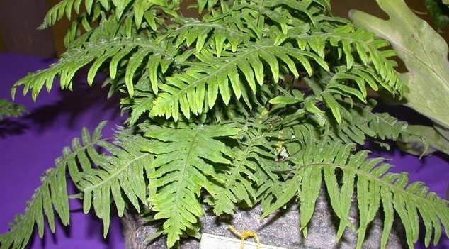 Polypodium Species, Caterpillar Fern, Grub Fern