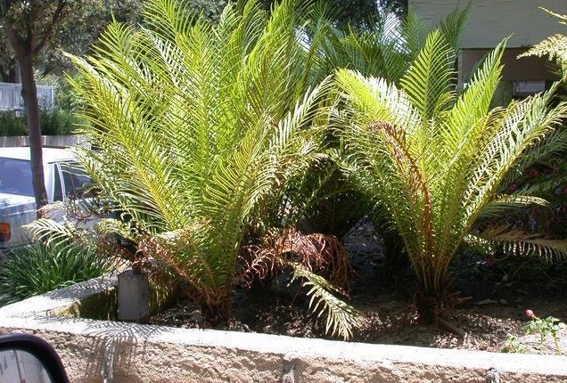 Oceaniopteris Species, Dwarf Tree Fern, Silver Lady Fern