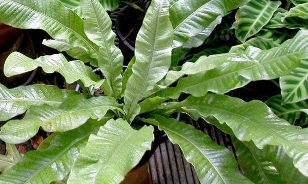 Microsorum Species, Crocodile Fern, Crocodylus Fern