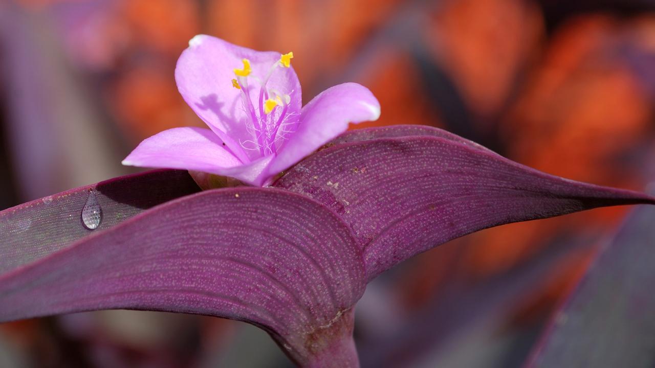 Tradescantia, Purple Heart, Purple Queen, Wandering Jew Purpurea