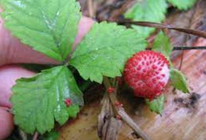 Potentilla Species, False Strawberry, Indian Strawberry, Mock Strawberry