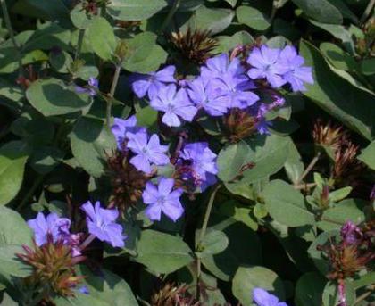Ceratostigma Species, Blue Leadwood, Hardy Blue Plumbago, Leadwort