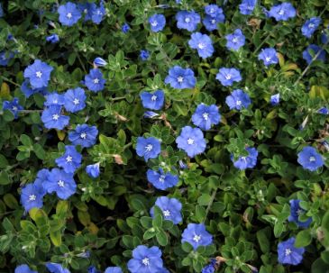 Evolvulus, Blue Daze, Hawaiian Blue Eyes Blue Daze