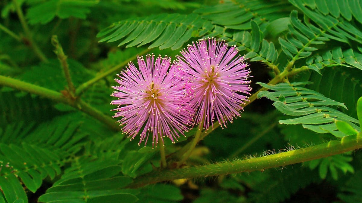 Mimosa Species, Humble Plant, Sensitive Plant, Sleepy Plant, Touch-Me-Not