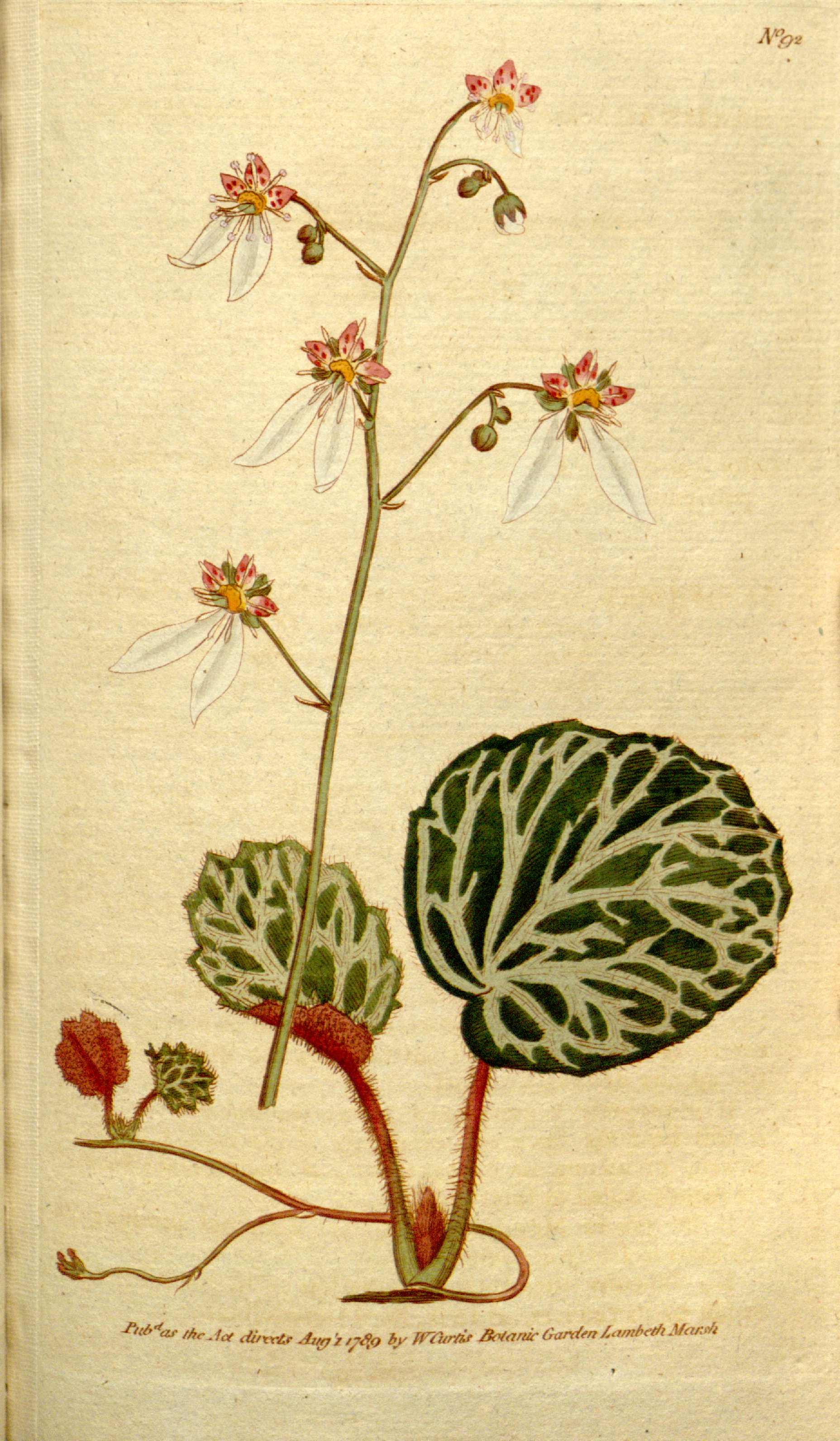 Saxifraga Species, Creeping Saxifrage, Strawberry Begonia, Strawberry Geranium