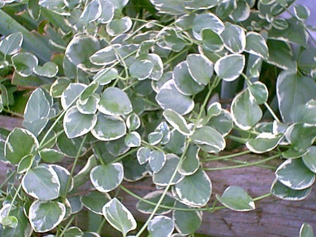 Vinca, Variegated Greater Periwinkle Variegata
