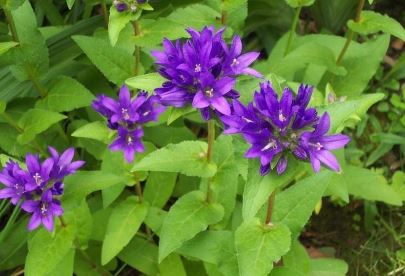 Campanula Species, Clustered Bellflower, Danes Blood
