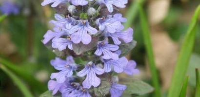 Ajuga Species, Blue Bugle, Carpet Bugle, Common Bugleweed