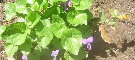 Viola Species, Sweet Violet, English Violet, Fragrant Garden Violet