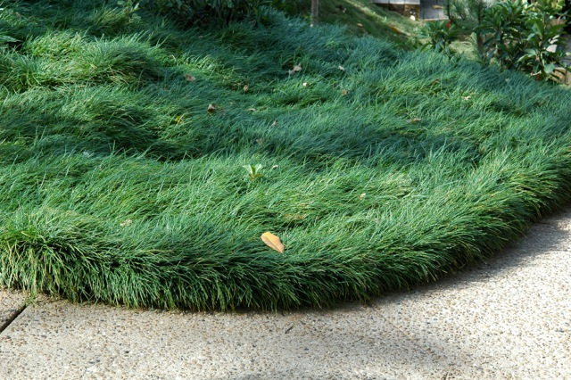 Ophiopogon Species, Mondo Grass, Monkey Grass