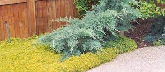 Sedum Species, Gold Moss Stonecrop, Graveyard Moss, Stringy Stonecrop
