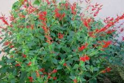 Salvia Species, Elegant Sage, Pineapple Sage
