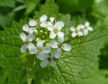 Garlic Mustard, Hedge Garlic, Jack by the Hedge