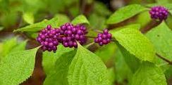 Callicarpa Species, Beauty Berry, American Beautyberry