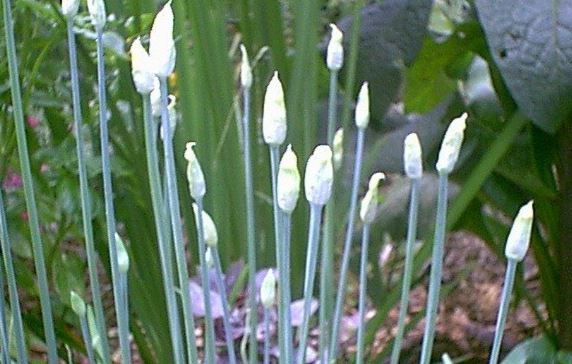 Allium Species, Asian Chives, Chinese Chives, Garlic Chives