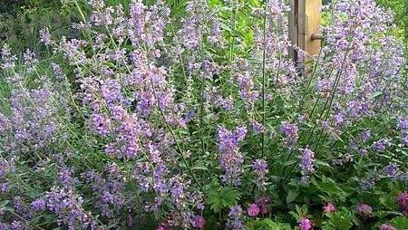 Nepeta, Faasens Catmint, Ornamental Catmint Walkers Low