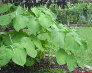 Piper Species, Hoja Santa, Mexican Pepperleaf, Root Beer Plant