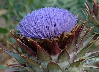 Cynara Species, Artichoke Thistle, Cardoon