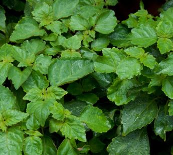 Patchouli