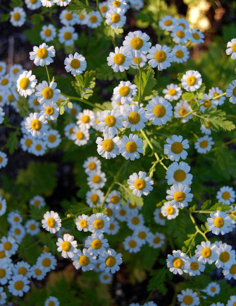 Tanacetum Species, Feverfew, Pale Maids, Pellitory
