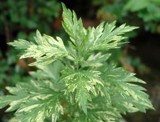 Artemisia, Variegated Mugwort, Wormwood Oriental Limelight