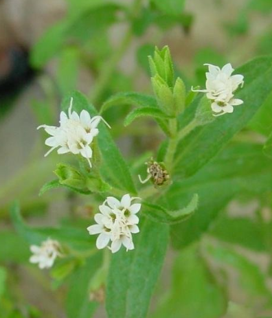 Stevia Species, Sweet Herb of Paraguay, Sweetleaf