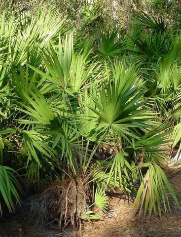 Serenoa Species, Scrub Palmetto, Silver Saw Palmetto