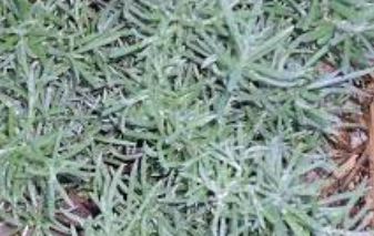 Helichrysum Species, Curry Plant, Immortelle, Italian Strawflower