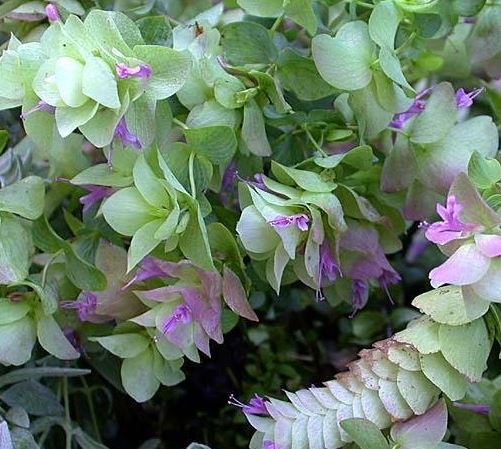 Origanum, Ornamental Oregano Kent Beauty
