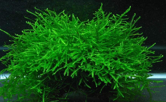 Java Moss