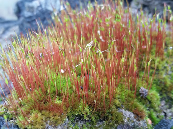 Cord Moss