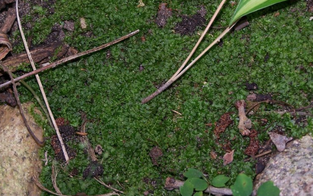 Star Moss, Stellar Calcareous Moss