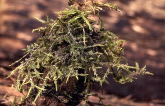 Spikey Wijky Moss