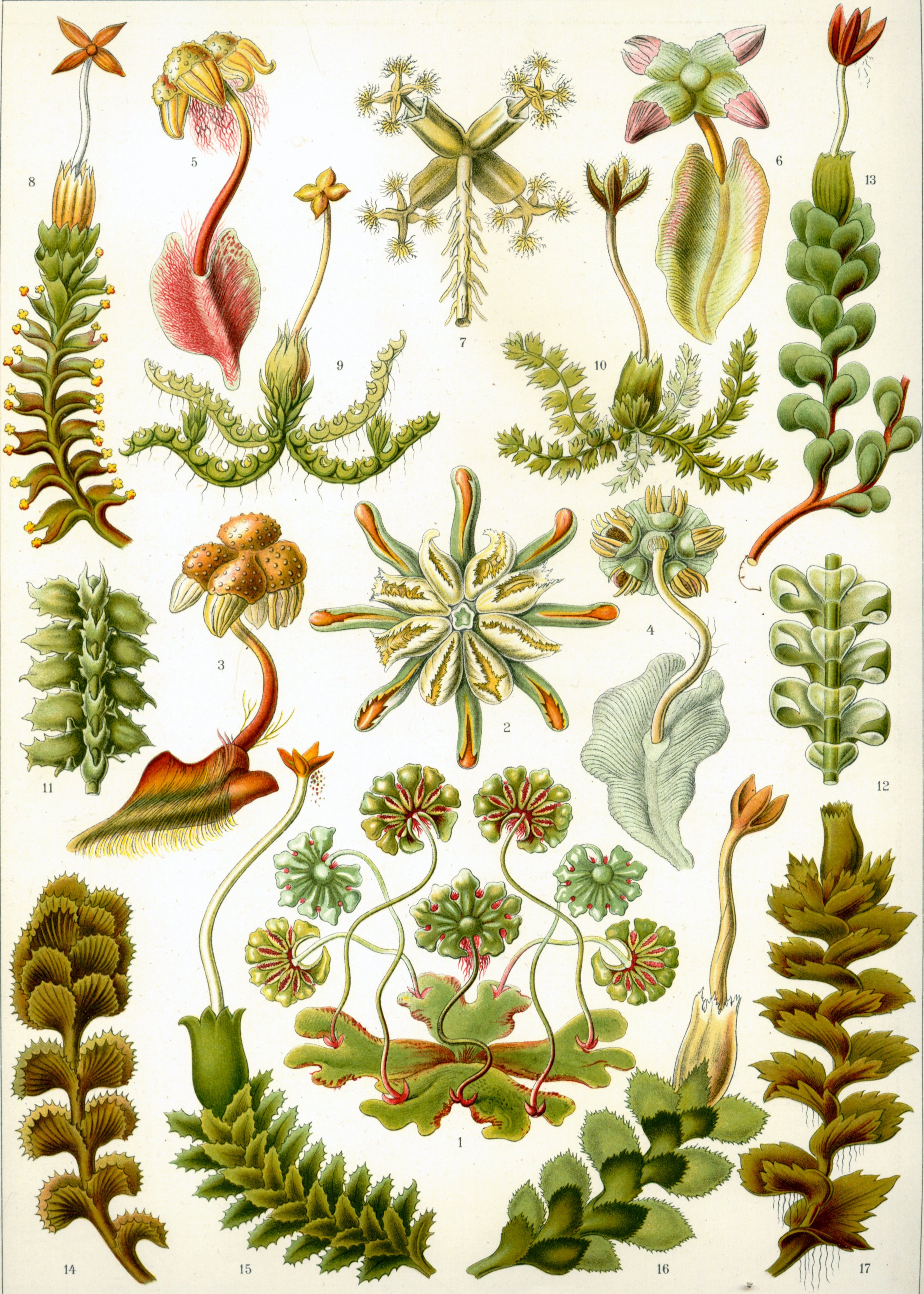 Liverwort