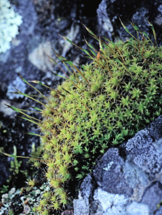 Rusty Steppe Moss, Star Moss