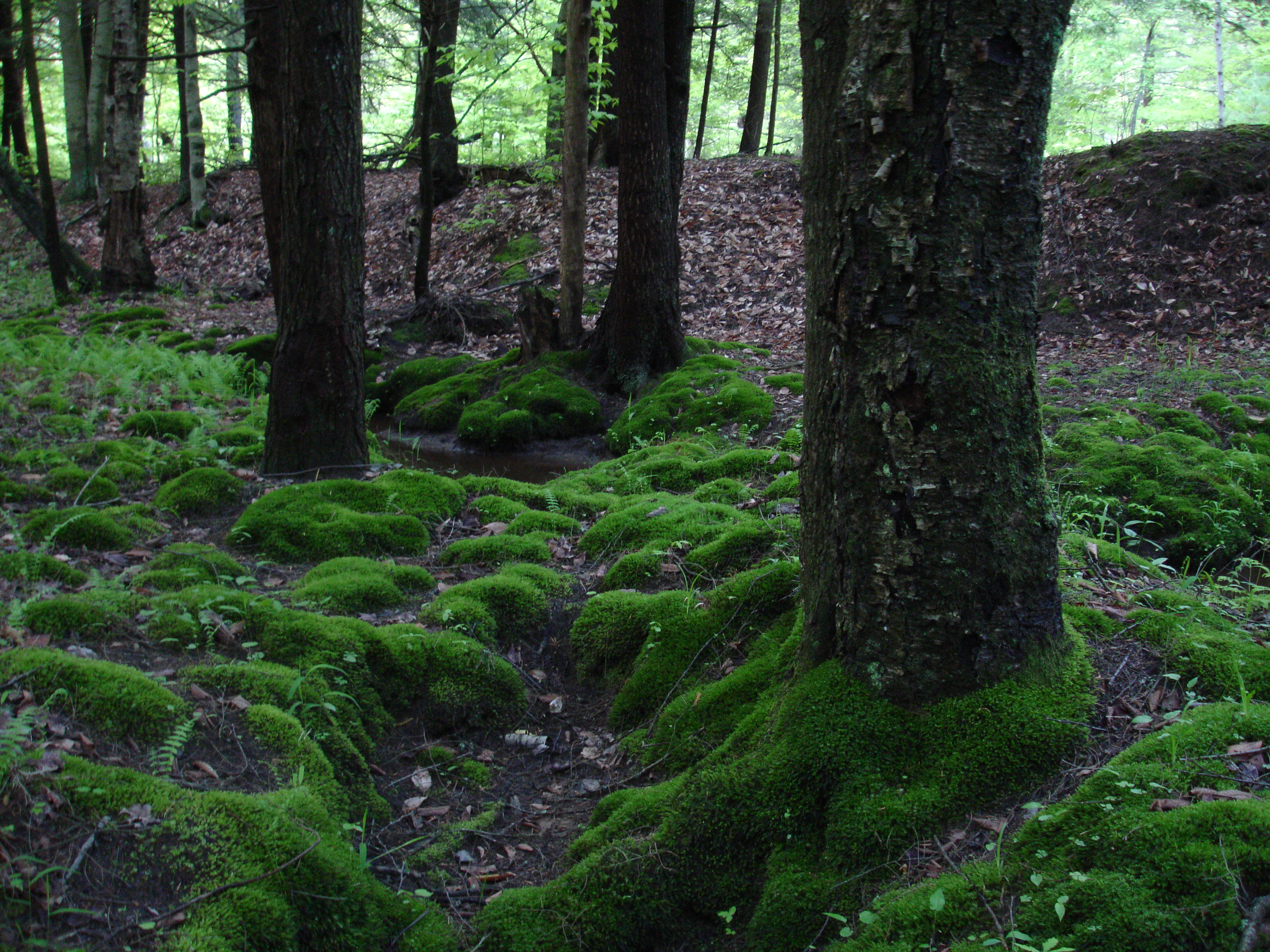 Moss - Brachythecium asperrimum