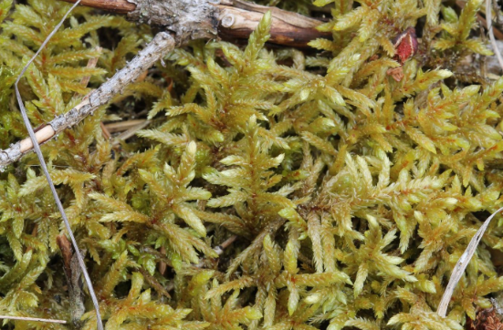 Schrebers Redstem Moss