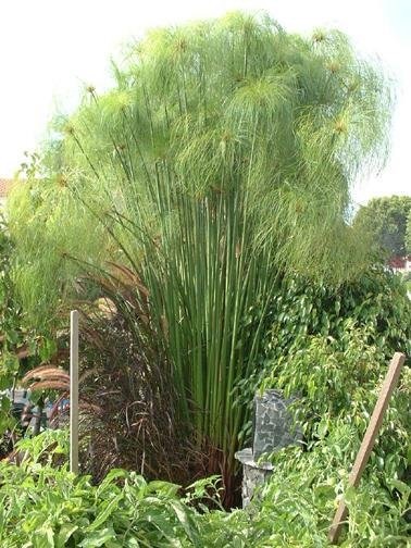 Cyperus Species, Papyrus