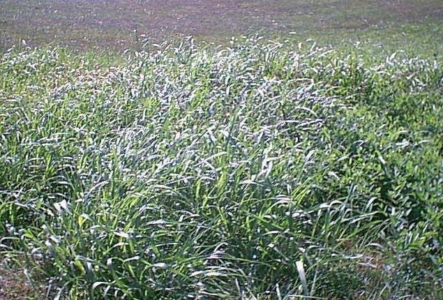 Sorghum Species, Johnsongrass, Johnson Grass