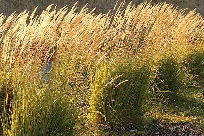 Calamagrostis, Feather Reed Grass Karl Foerster