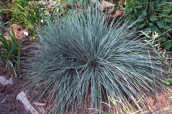Helictotrichon Species, Blue Oat Grass