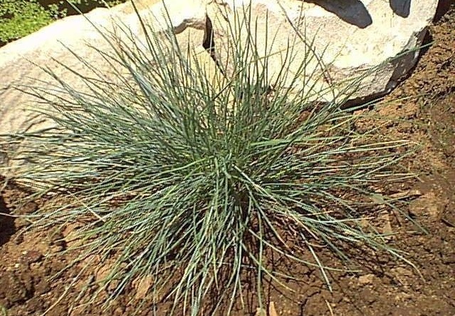 Festuca, Blue Fescue Elijah Blue