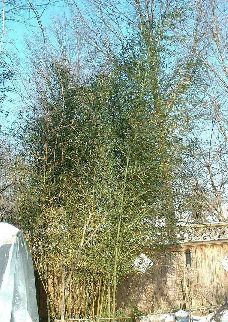 Phyllostachys Species, Yellow Groove Bamboo