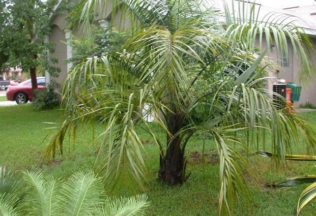 Butiagrus Hybrid, Mule Palm