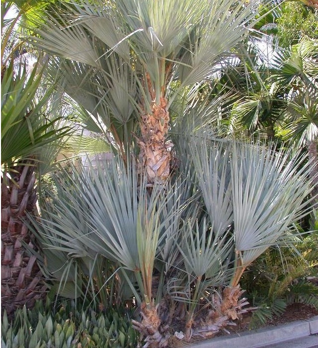 Nannorrhops Species, Mazari Palm