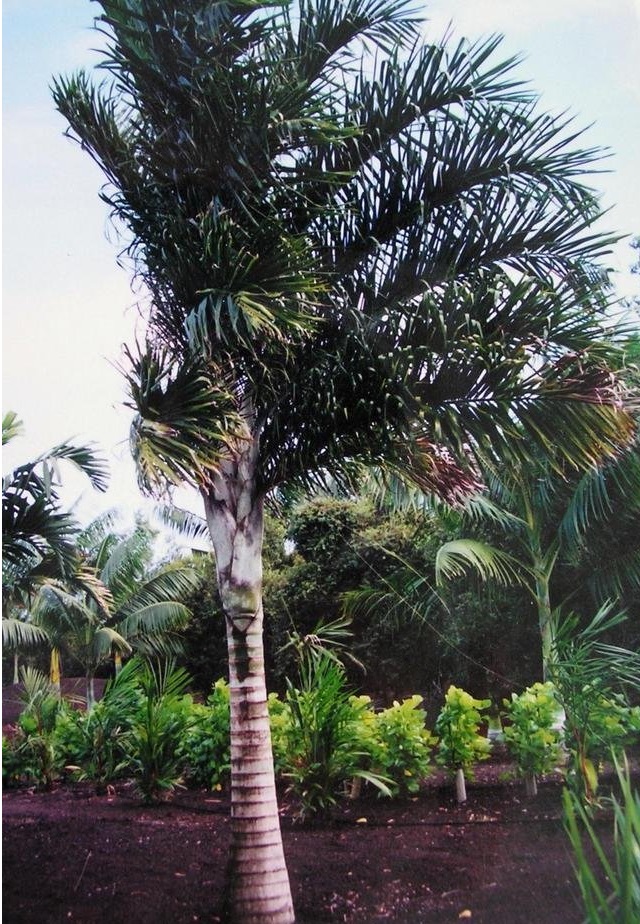 Dypsis Species, Lucuba Palm, Malagasy Palm, Mahajanga