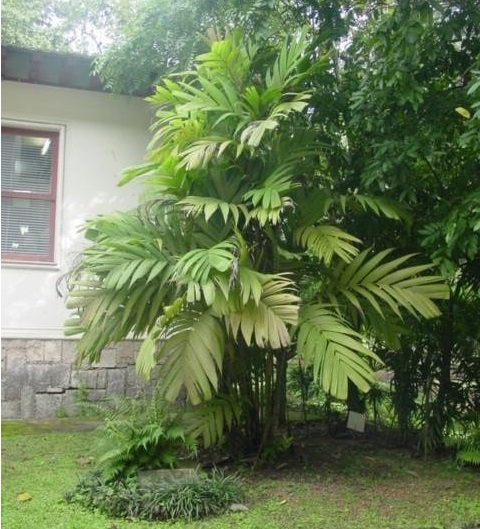 Pinanga Species, Ivory Cane Palm, Kuhls Palm