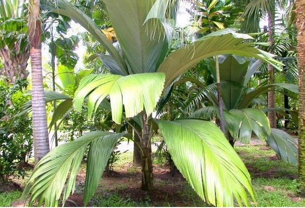 Pelagodoxa Species, Marquesas Palm