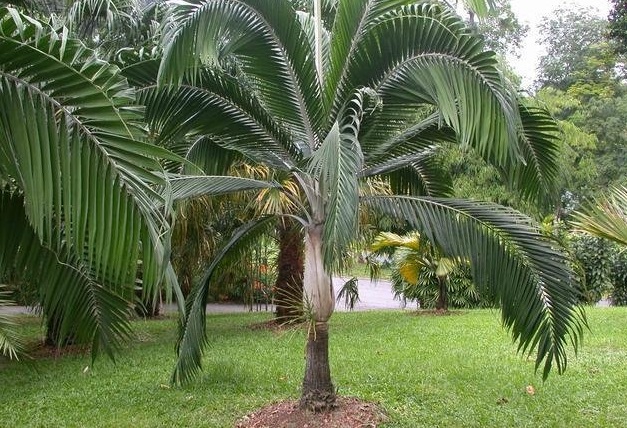 Dictyosperma Species, Hurricane Palm, Princess Palm, Red Palm